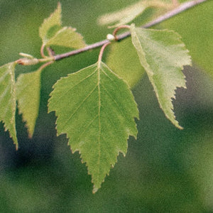 Koivumahla