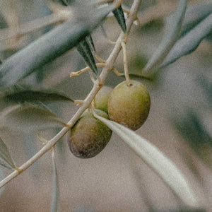 Glyseriini